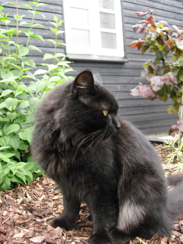 Blanding af racer Trunte billede 10