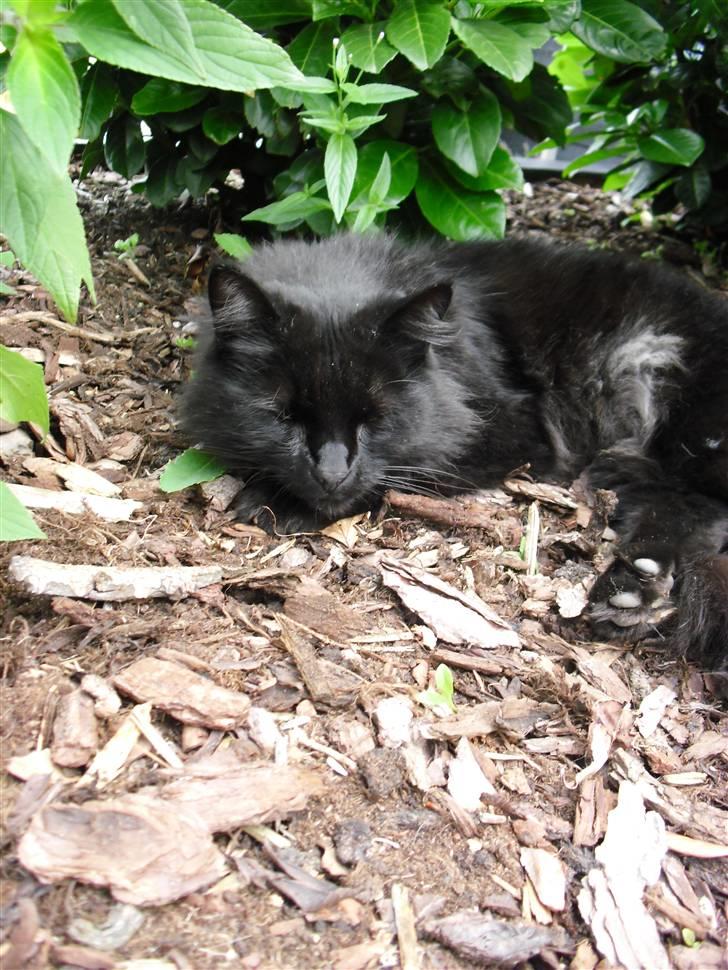 Blanding af racer Trunte billede 11