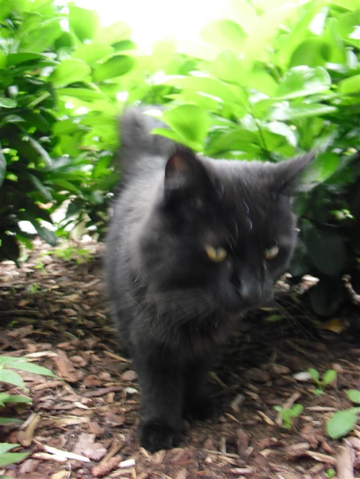 Blanding af racer Trunte billede 12