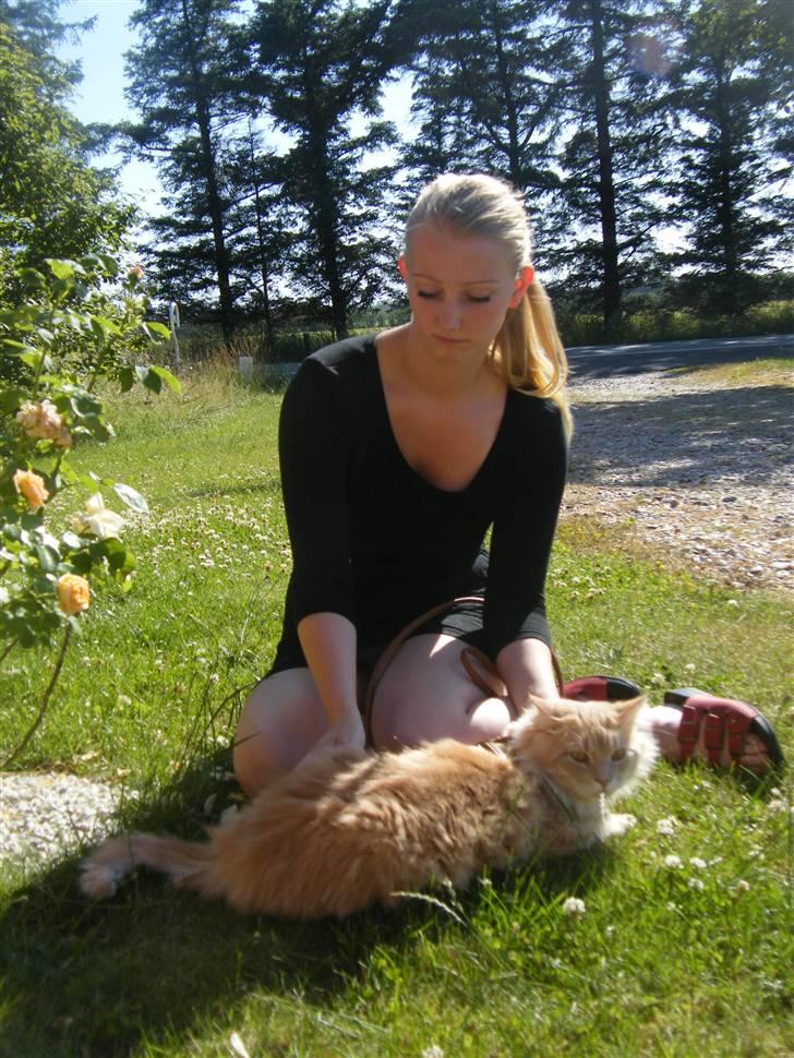 Maine Coon Milkey Way - Mikey ... her i selvskab med min datter billede 11