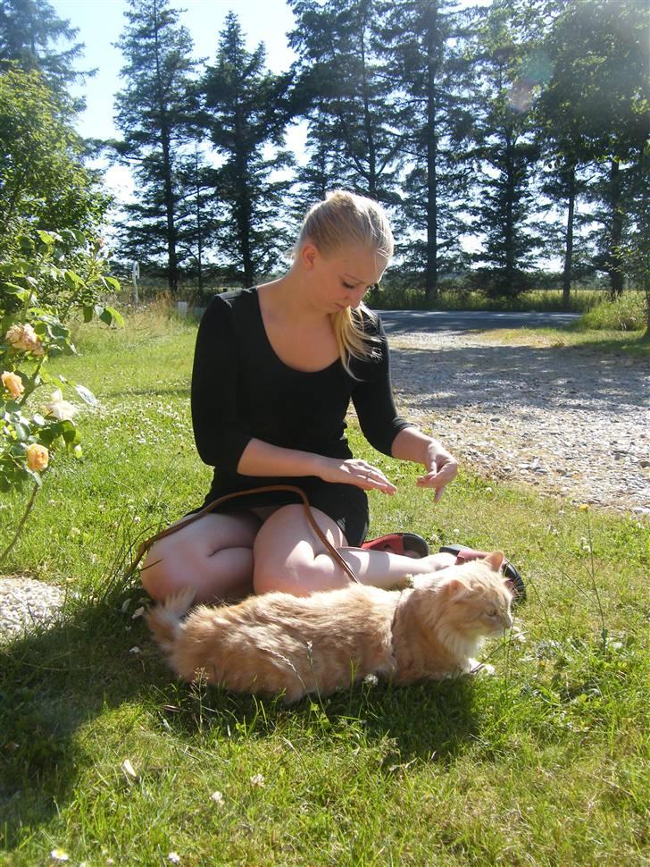 Maine Coon Milkey Way - så bliver neglene ordnet ... han er IKKE imponeret ;-) billede 13