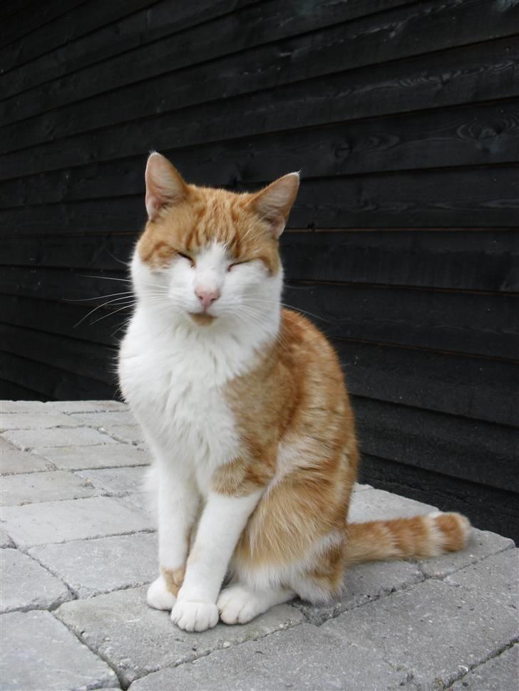 Blanding af racer Figge - Velkommen til Figges profil :) billede 1