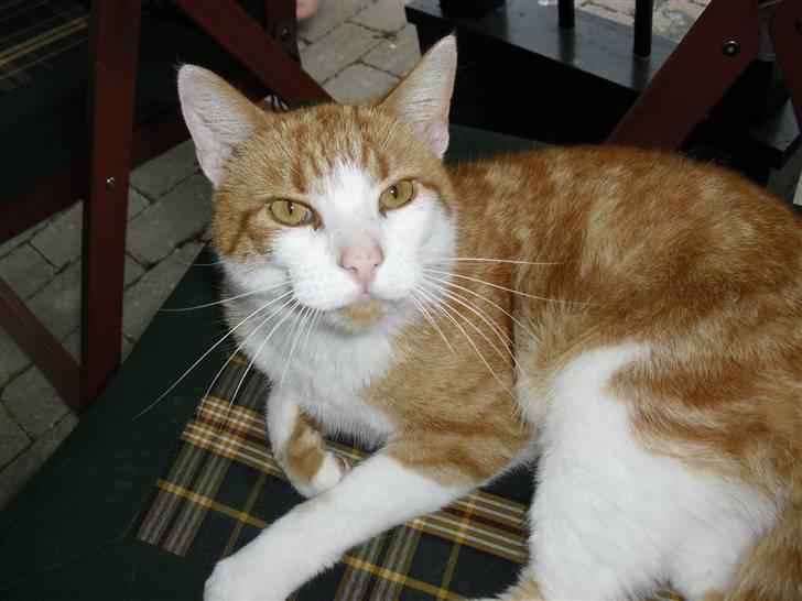 Blanding af racer Figge billede 2