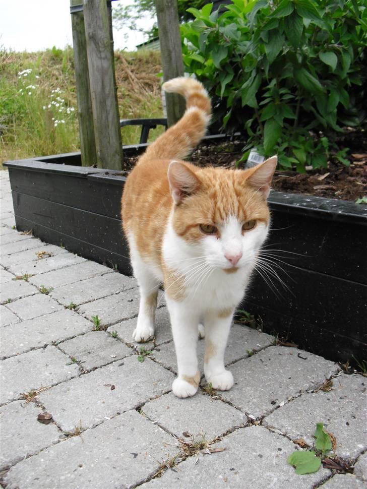 Blanding af racer Figge billede 3