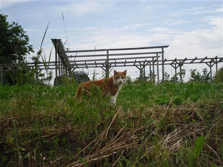 Blanding af racer Figge - Figge holder sig på afstand han er nemlig "bange" for kameraet! :p Han var da i hvert fald ikke til at få nogen billeder af! :) billede 4