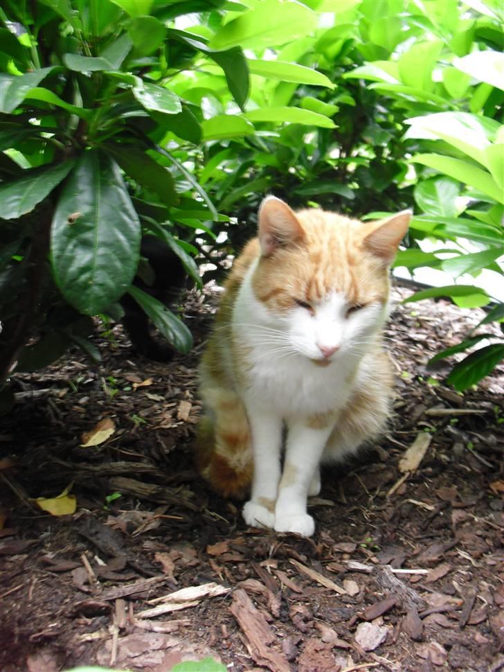 Blanding af racer Figge billede 5