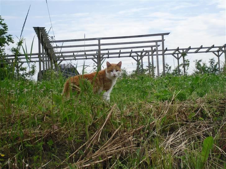 Blanding af racer Figge billede 6