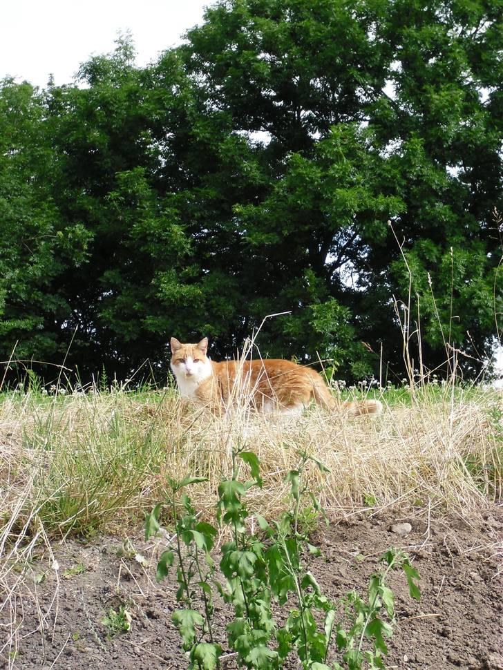 Blanding af racer Figge billede 7