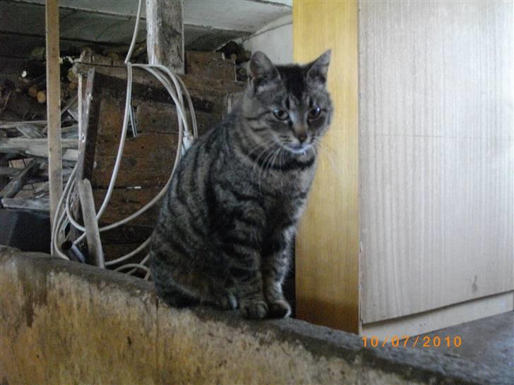 Huskat Stribe - Stribe inde i stalden NYT 10/7-10 billede 14