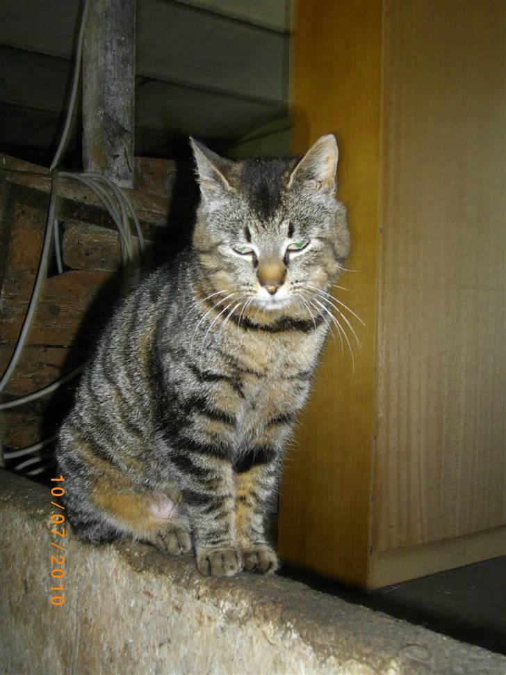 Huskat Stribe - Smukke Stribe (: NYT 10/7-10 billede 15