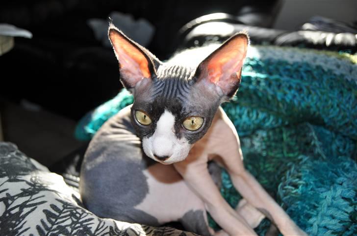 Sphynx Bye Bye My Vega aka. Ko billede 1