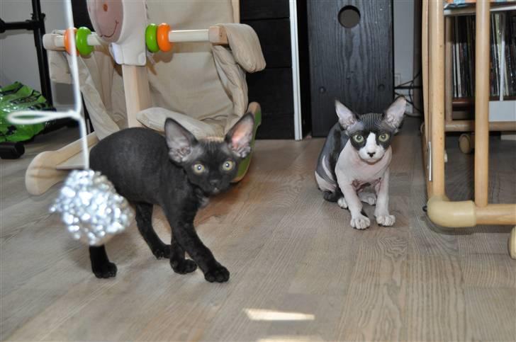 Sphynx Bye Bye My Vega aka. Ko - Det første møde med en af vores killinger billede 2