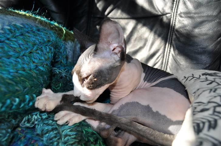 Sphynx Bye Bye My Vega aka. Ko billede 3