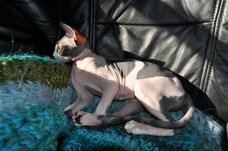 Sphynx Bye Bye My Vega aka. Ko billede 4