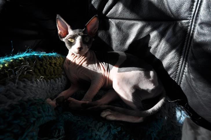 Sphynx Bye Bye My Vega aka. Ko billede 5