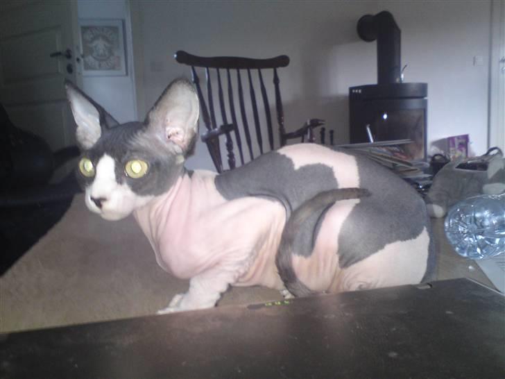 Sphynx Bye Bye My Vega aka. Ko billede 6