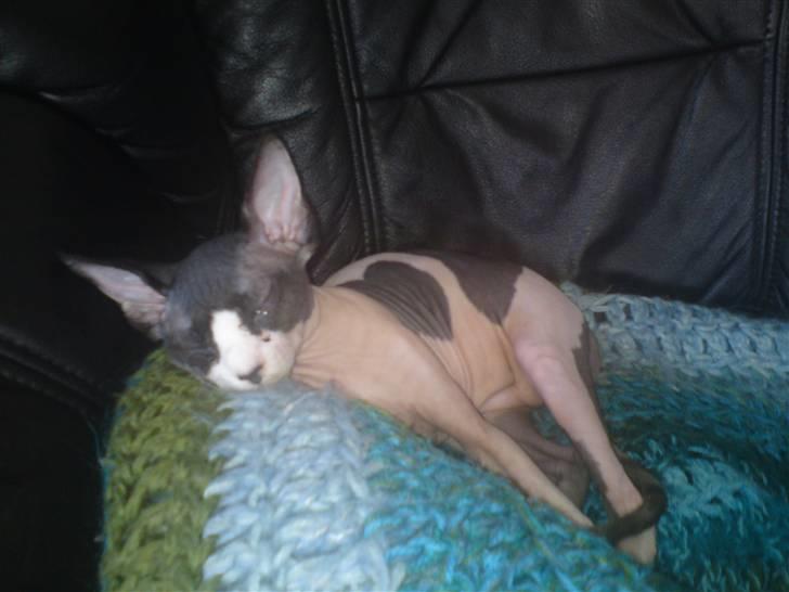 Sphynx Bye Bye My Vega aka. Ko billede 7