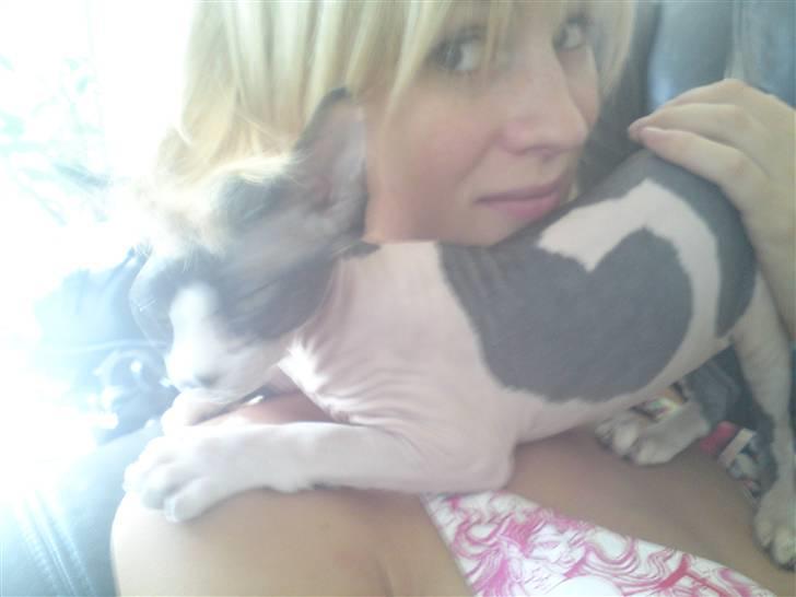 Sphynx Bye Bye My Vega aka. Ko billede 8