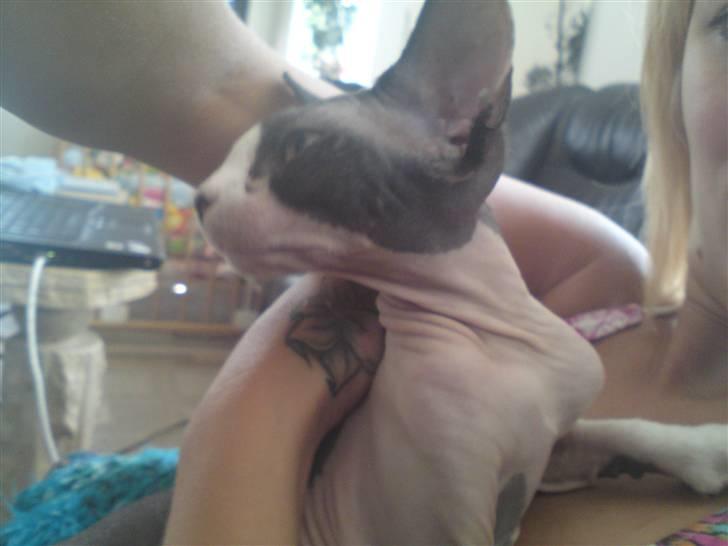 Sphynx Bye Bye My Vega aka. Ko billede 9