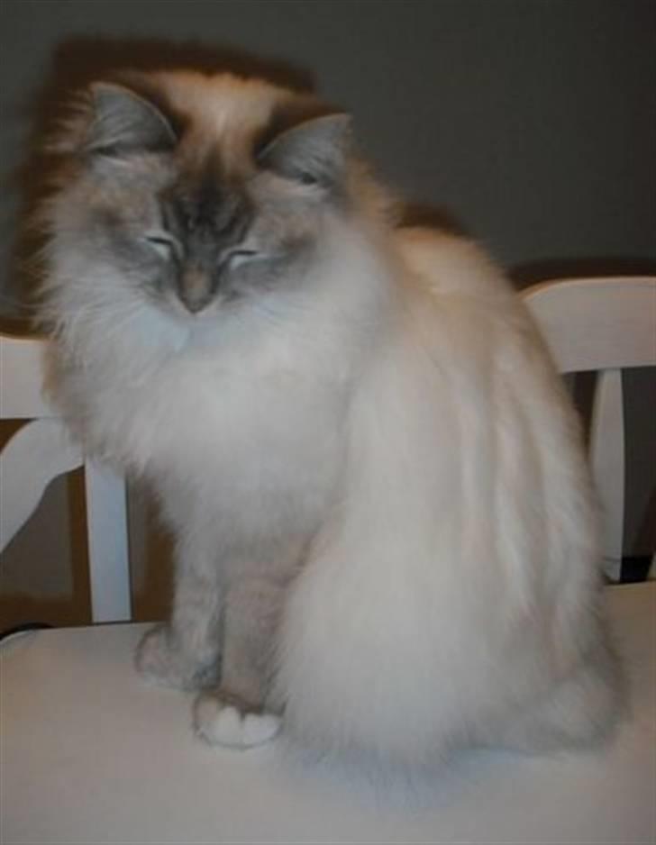 Hellig Birma Løber´s  Nitouche (Silke) billede 1