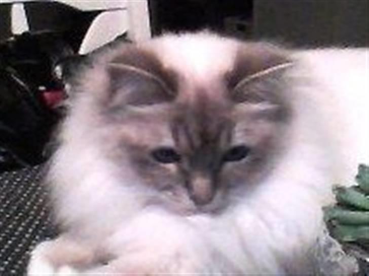 Hellig Birma Løber´s  Nitouche (Silke) billede 2