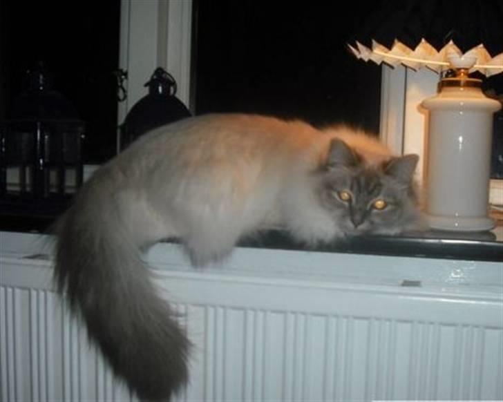 Hellig Birma Løber´s  Nitouche (Silke) billede 3