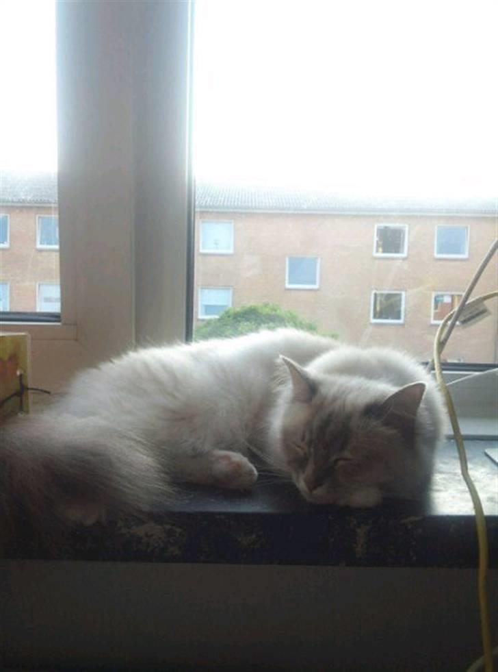 Hellig Birma Løber´s  Nitouche (Silke) billede 4