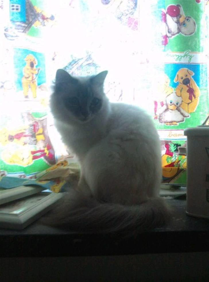 Hellig Birma Løber´s  Nitouche (Silke) billede 5