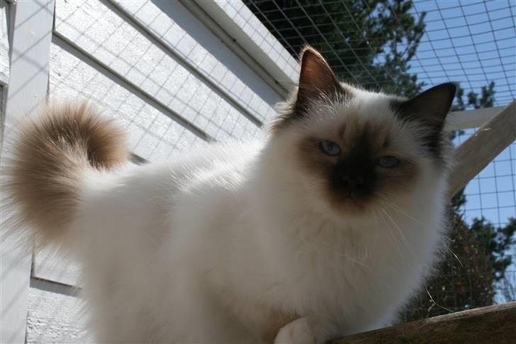 Hellig Birma Izarra's Azizi - Her nyder hun udelivet i kattegården. billede 1