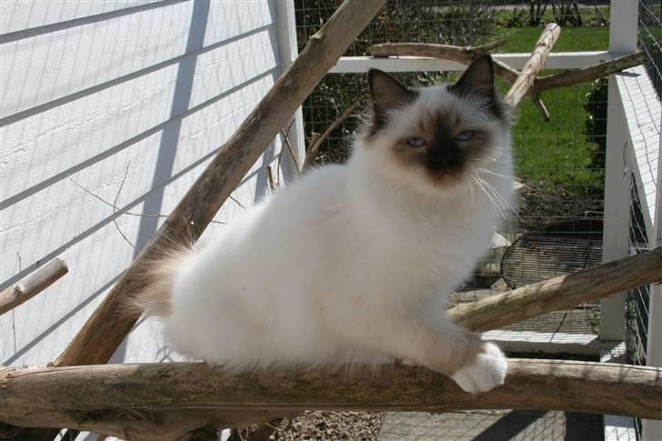 Hellig Birma Izarra's Azizi billede 2