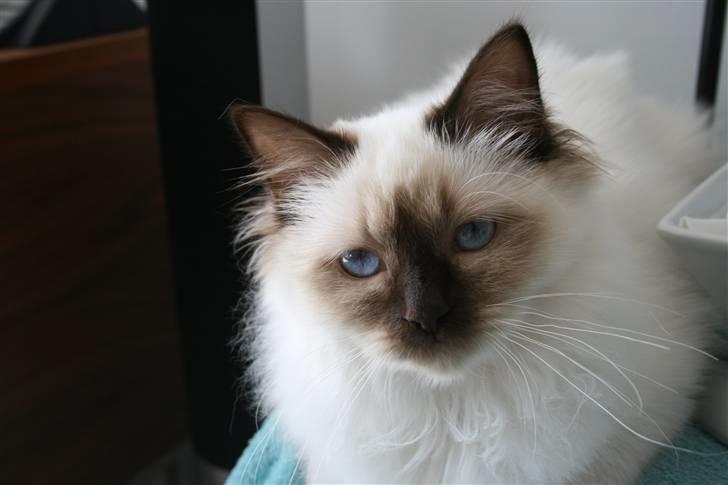 Hellig Birma Izarra's Azizi - Azizi ligger oven på fødekassen og passer på de små babyer og holder vagt, så hun kan hente deres mor, hvis de græder. billede 3