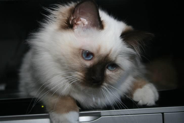 Hellig Birma Izarra's Azizi - Ellers er hun en herlig tøs, der har de dejlige vaner med at ligge alle mulige mærkelige steder. Her ligger hun på printeren. billede 4