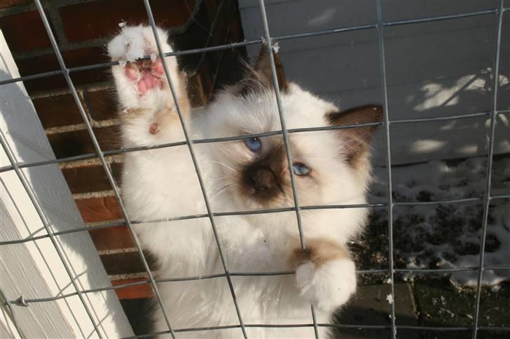 Hellig Birma Izarra's Azizi - Desuden er hun en rigtig lille abekat. Hun kravler så nemt som ingenting i hegnet i kattegården. billede 5