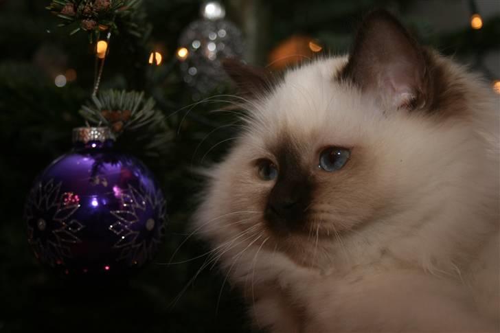 Hellig Birma Izarra's Azizi billede 6