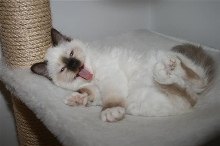 Hellig Birma Izarra's Azizi - Grinebidder billede 7