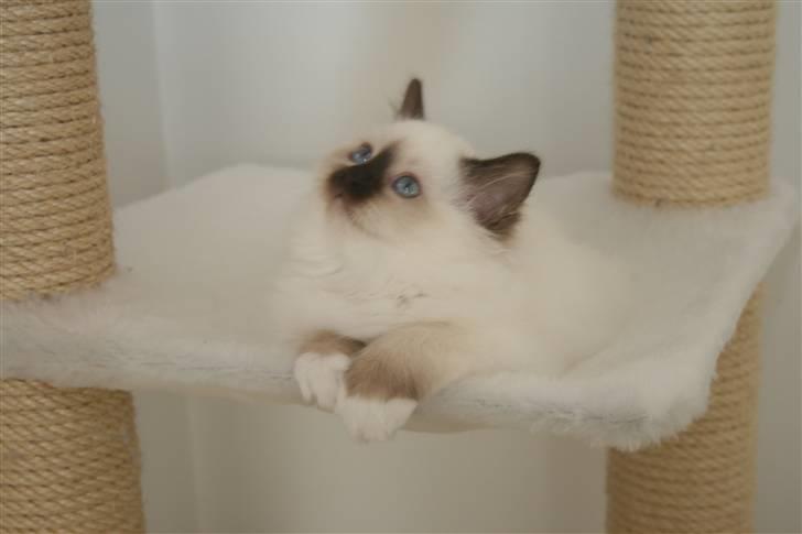 Hellig Birma Izarra's Azizi - Azizi som killing. billede 8