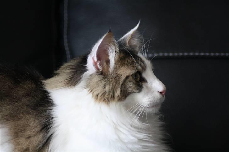 Norsk Skovkat KlanElliott´s Café Romano billede 7