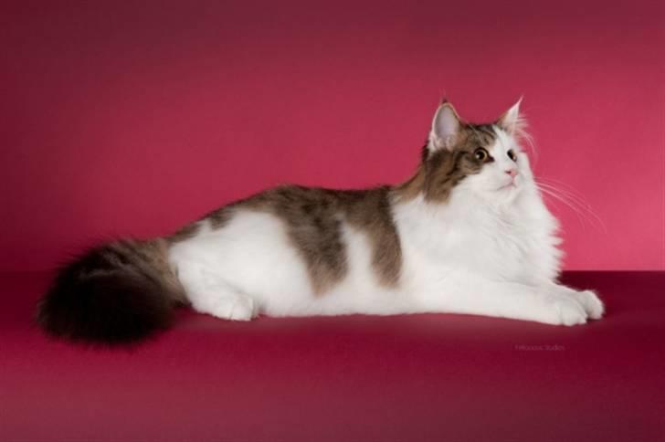 Norsk Skovkat KlanElliott´s Café Romano billede 8