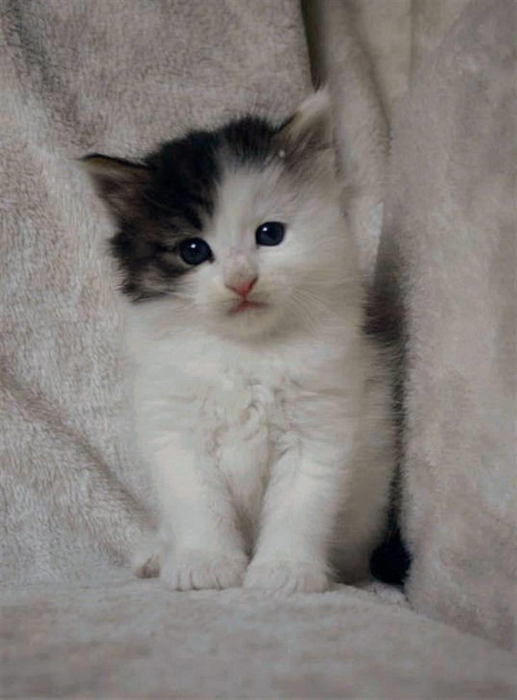 Norsk Skovkat KlanElliott´s Café Romano - Da han var killing billede 9