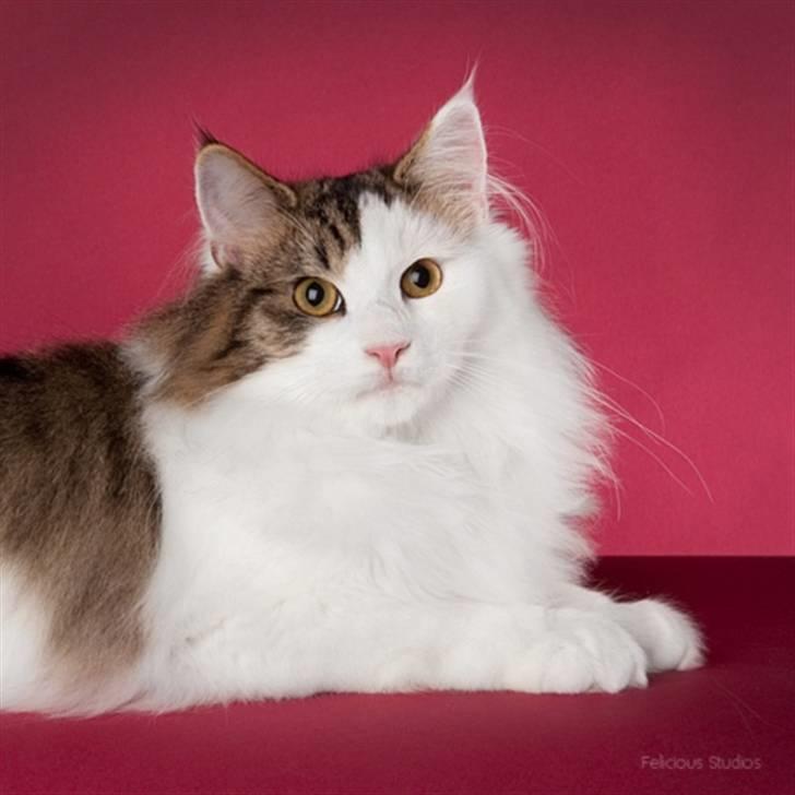 Norsk Skovkat KlanElliott´s Café Romano billede 10