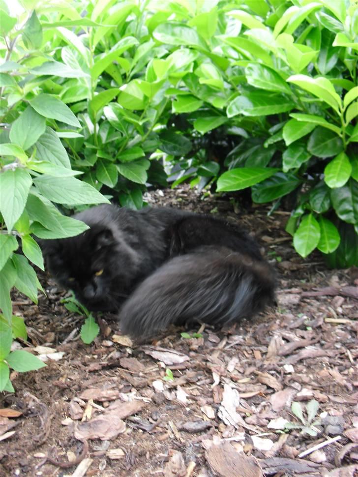 Blanding af racer Trunte billede 13