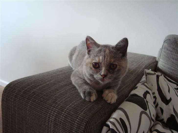 British Shorthair Pearl billede 1