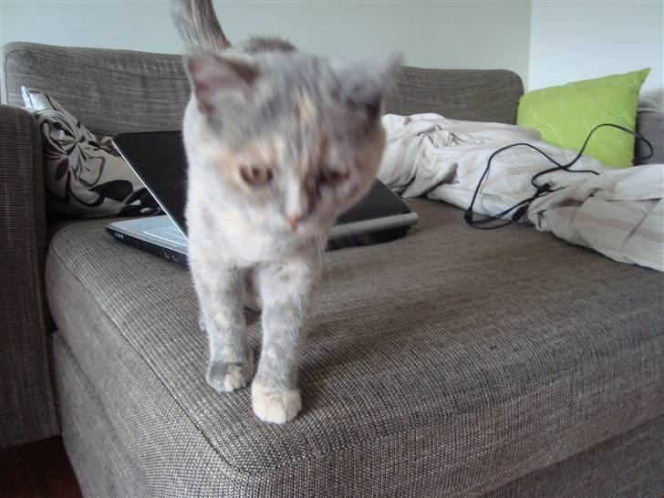 British Shorthair Pearl billede 2