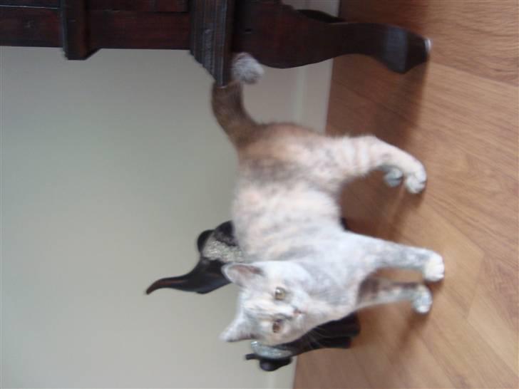 British Shorthair Pearl billede 3