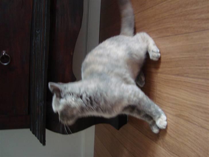 British Shorthair Pearl billede 4