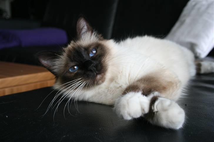 Hellig Birma Jentes Molly Malone Granu billede 3