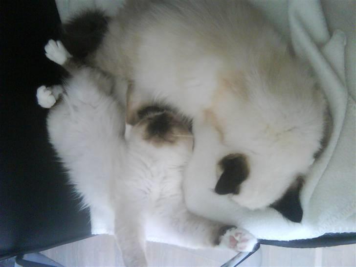 Hellig Birma Jentes Molly Malone Granu - Molly og Gaia som killinger. De putter rigtigt! billede 8