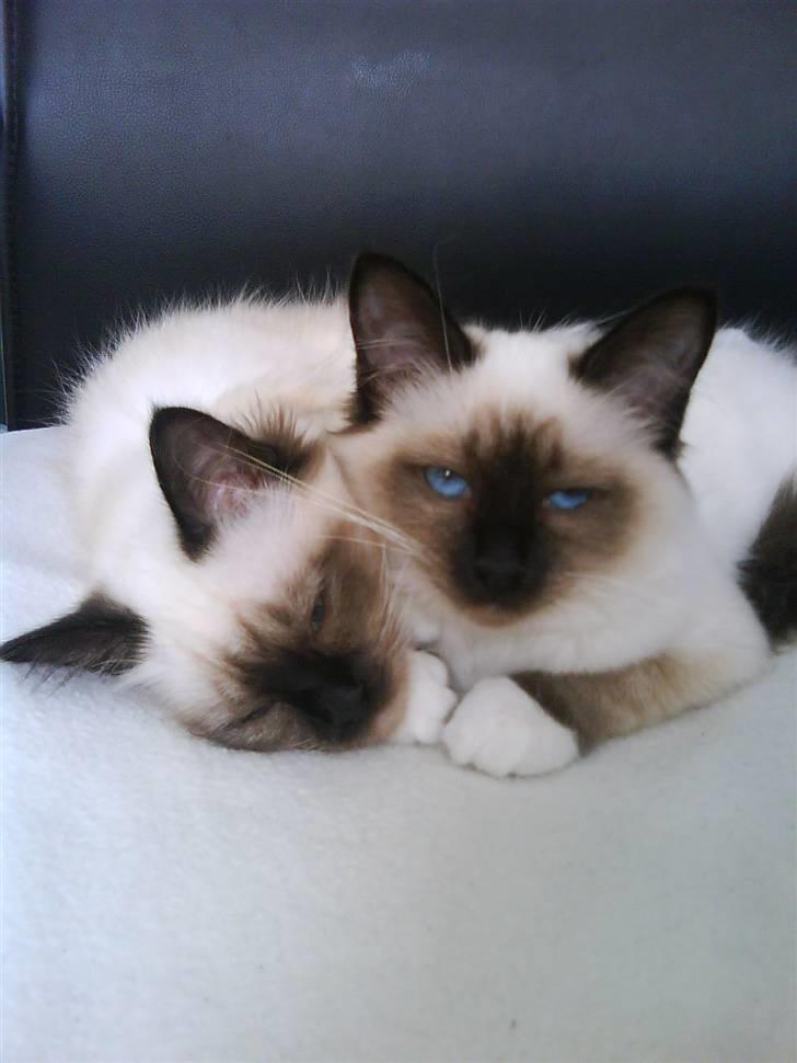 Hellig Birma Jentes Molly Malone Granu - Smukke Molly til højre billede 9