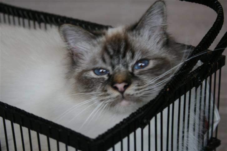 Hellig Birma Ishani's Alvaro - Jeg kan sagtens være her :) billede 1