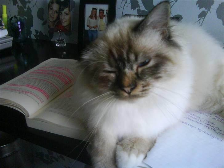 Hellig Birma Ishani's Alvaro - Nusse først, læse bagefter! :) billede 2